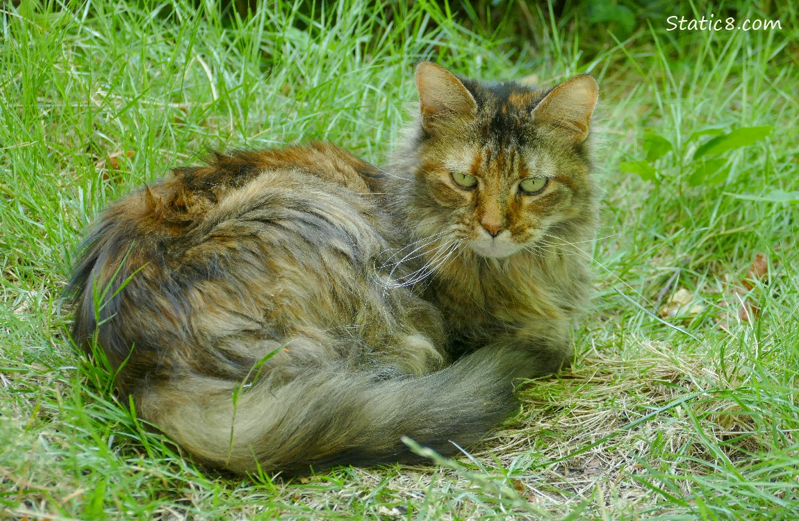 Longhaired tortishell cat lying in the grass