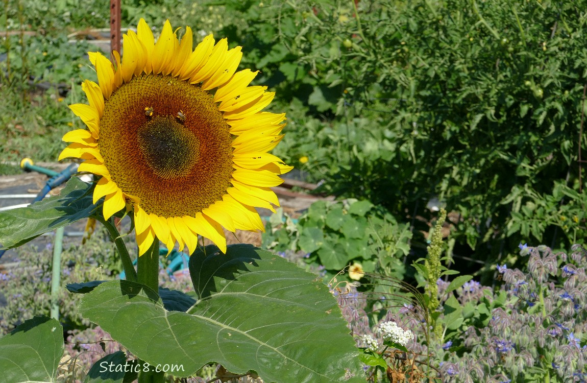 Blooming sunflower