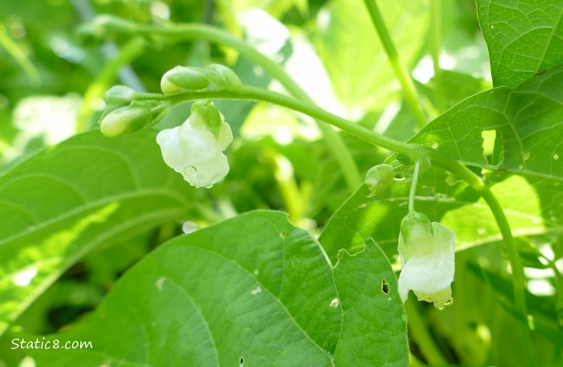 Wax Bean blooms