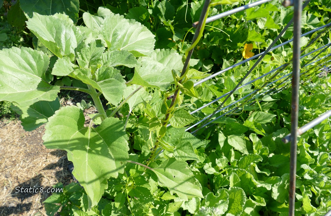 Sunflower plant growing next to beans climbing on a wire trellis