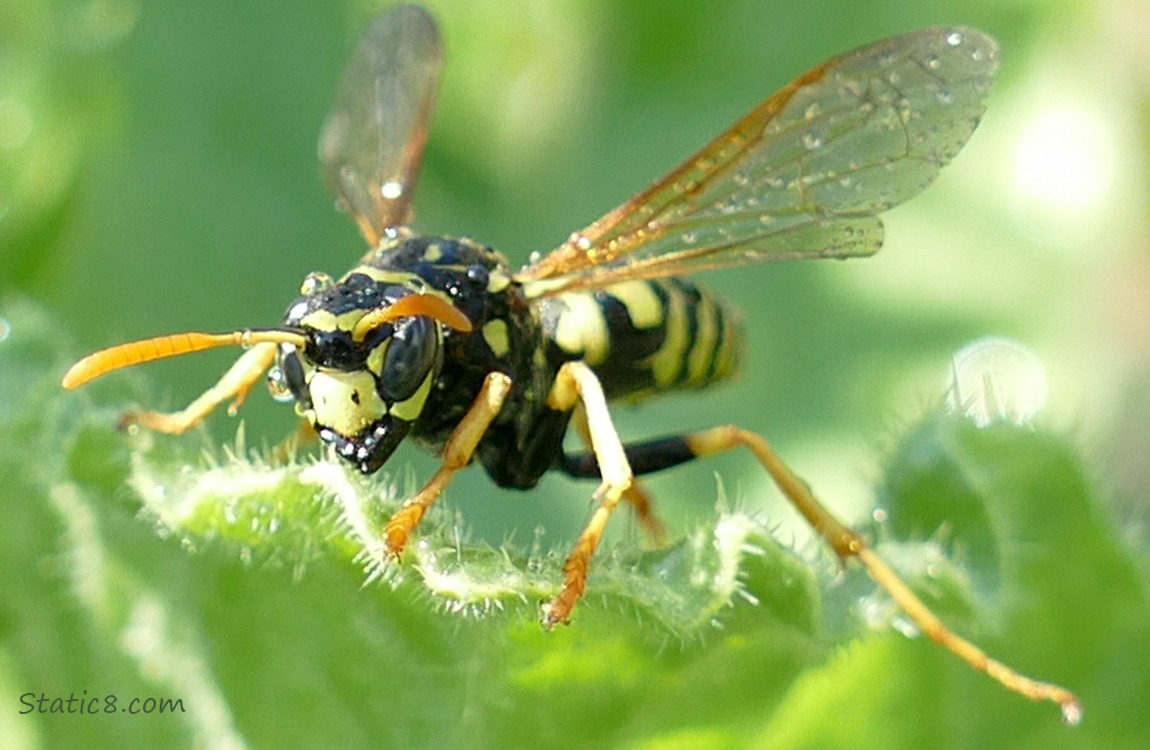 Yellow Jacket standing on a leaf