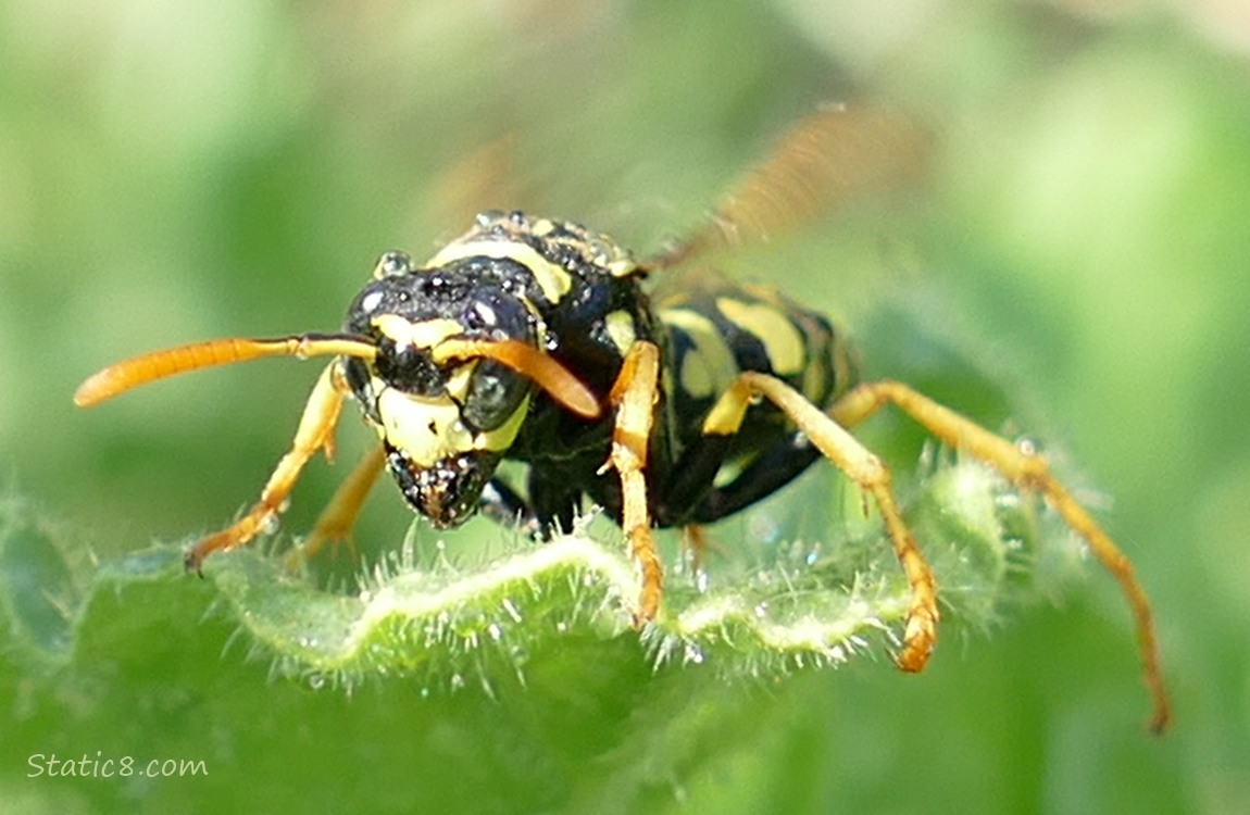 Yellow Jacket standing on a leaf, buzzing her wings