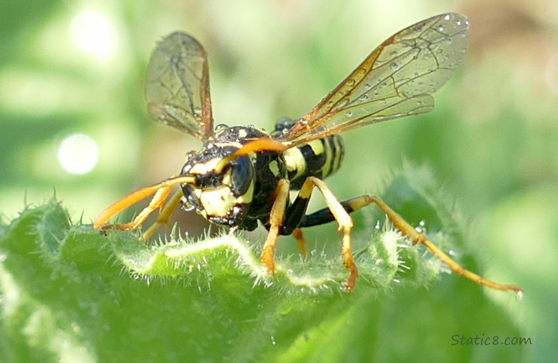 Yellow Jacket standing on a leaf