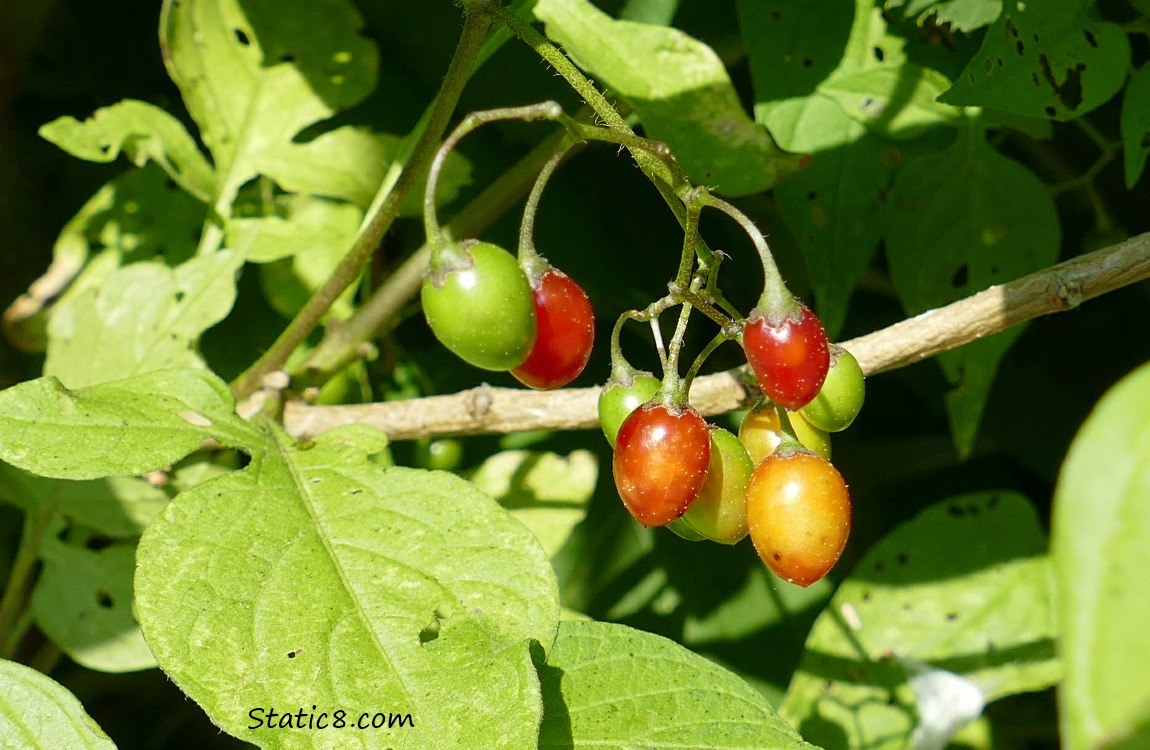 Ripening Bittersweet Nightshade berries on the vine in red and green