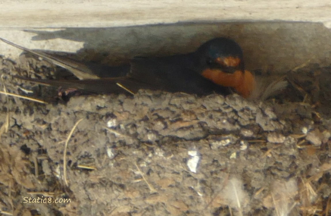 Barn Swallow parent sitting in the nest