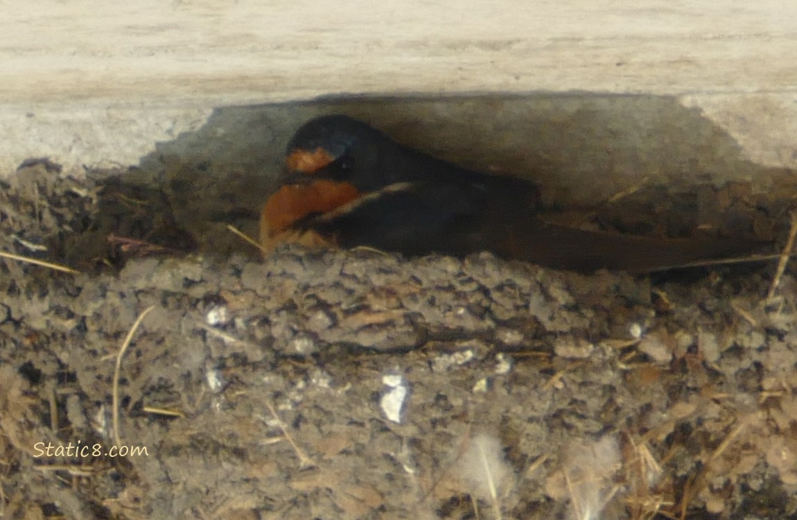 Barn Swallow parent sitting in the nest