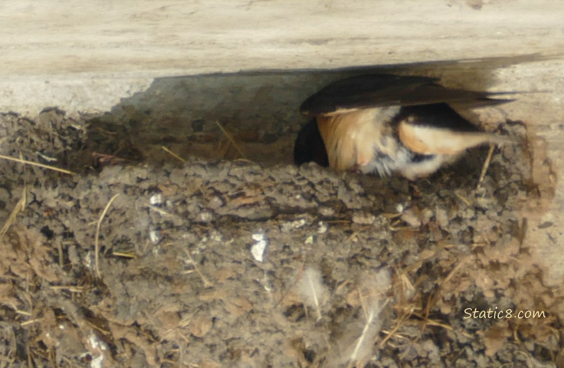 Barn Swallow parent standing at the edge of the nest, looking in