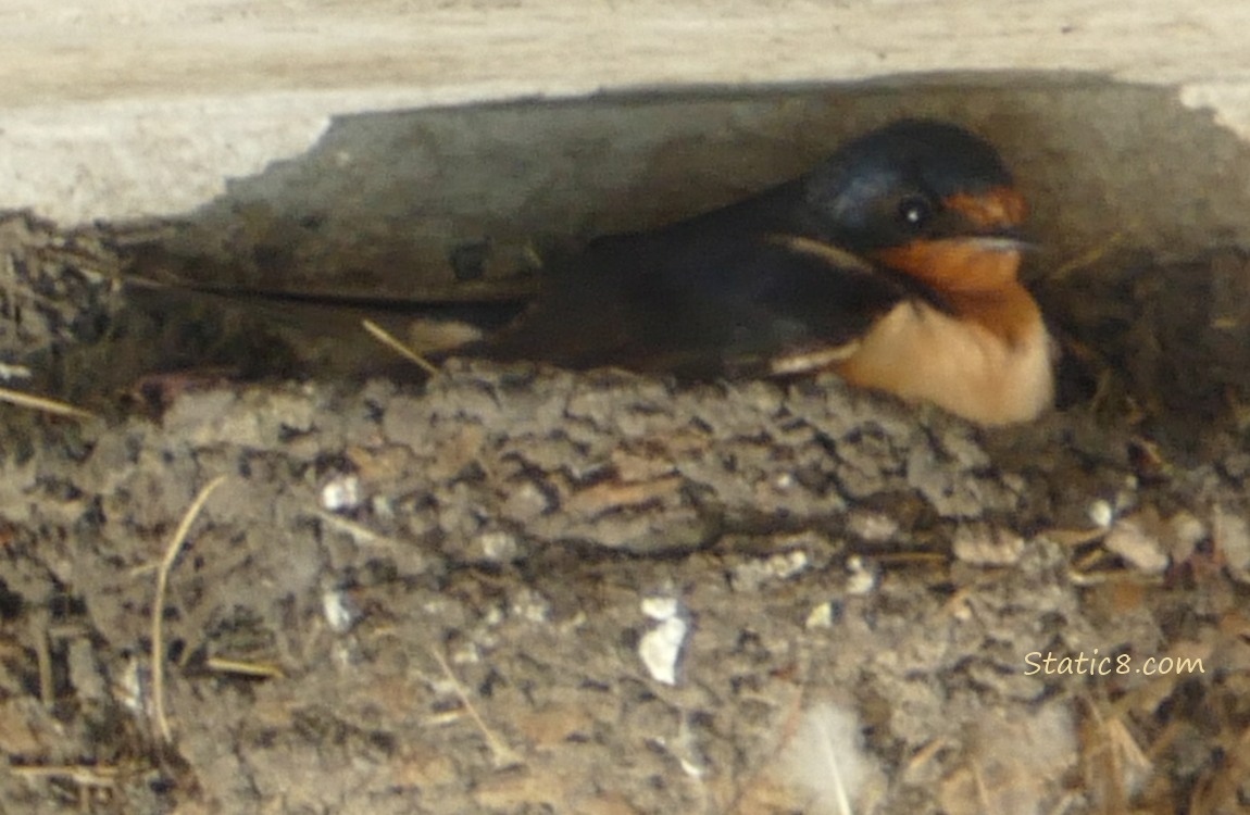 Barn Swallow parent sitting in the nest