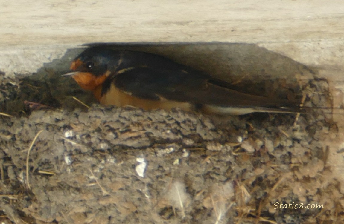 Barn Swallow parent sitting in the nest