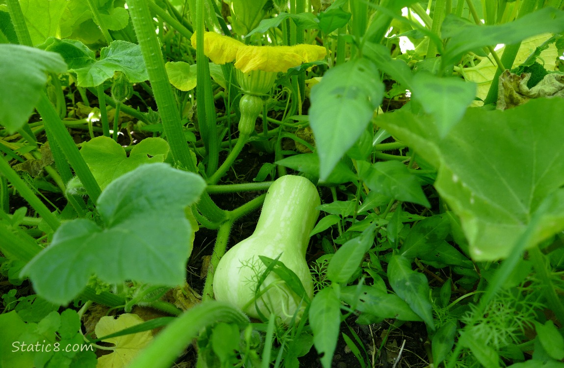 Butternut fruits growing on the vine