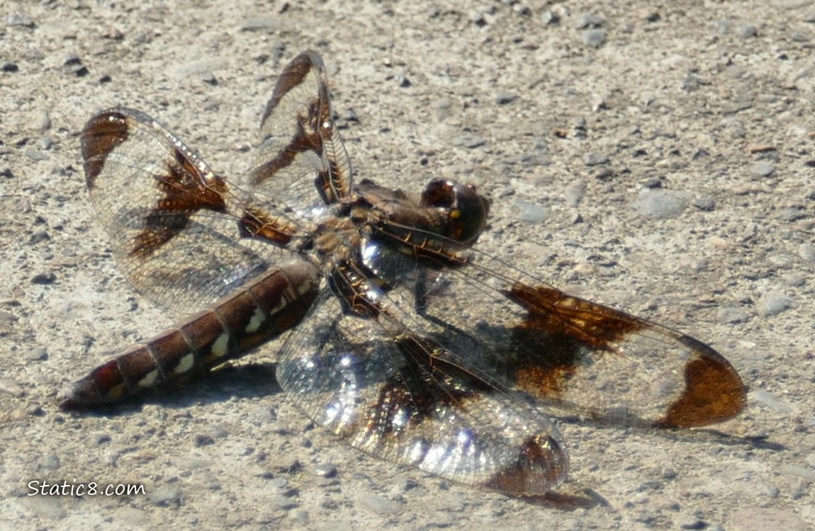 Dragonfly standing on the bike path