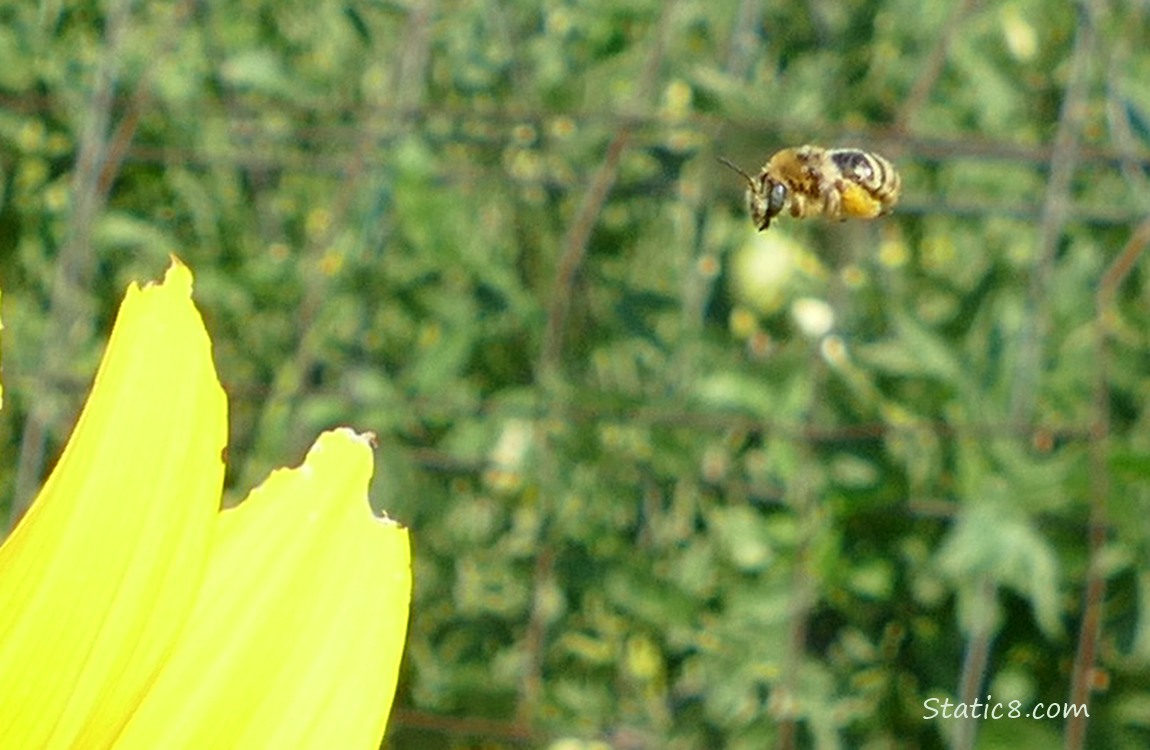 Honey Bee flying near a sunflower blossom