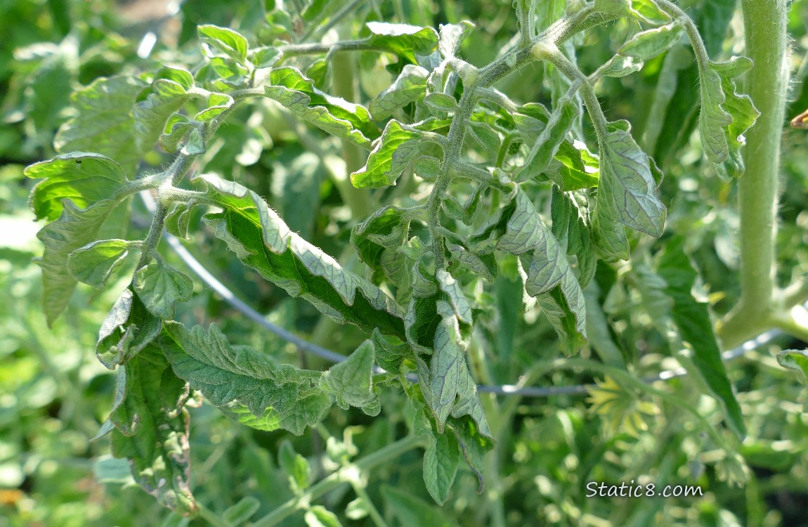 Tomato plant with folded up leaves