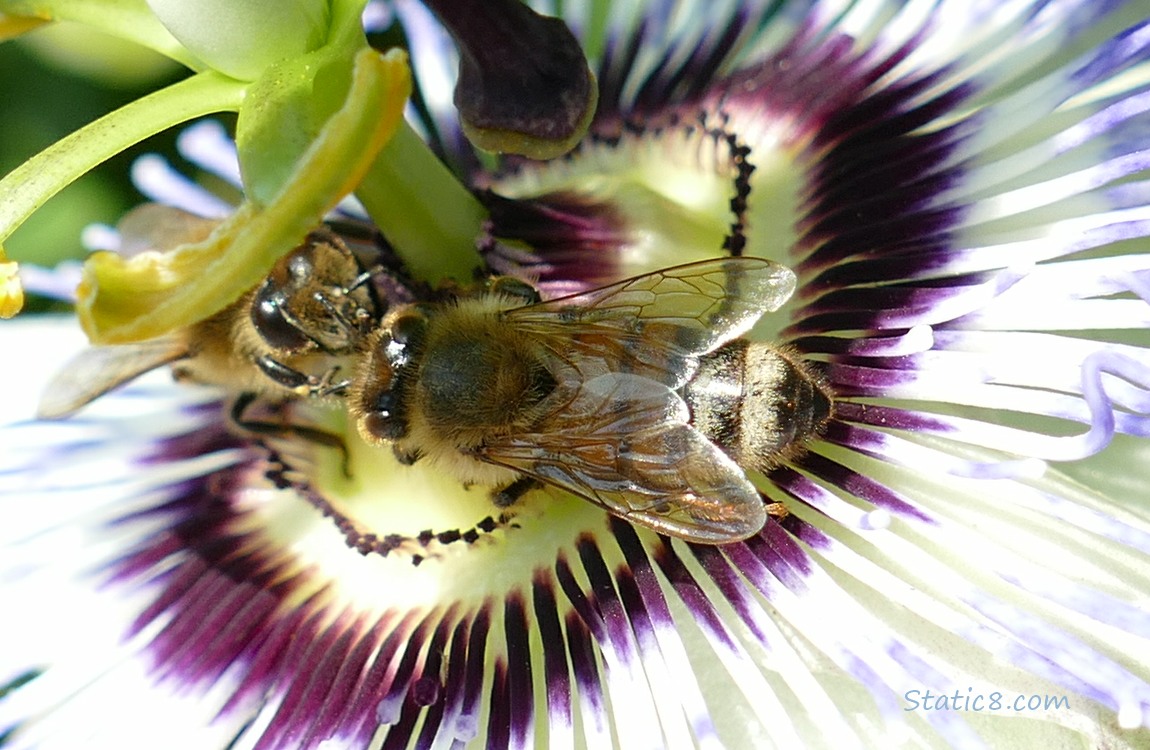 Honey Bees on a Passion Fruit flower