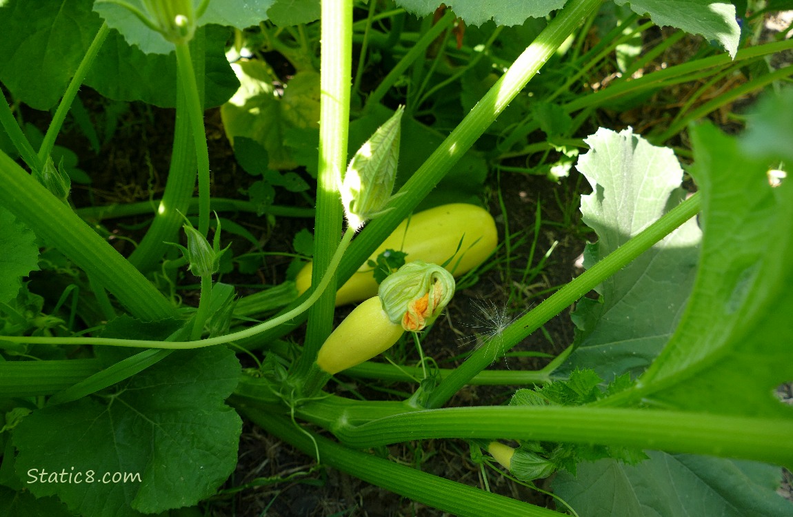 Straightneck fruits growing on the vine