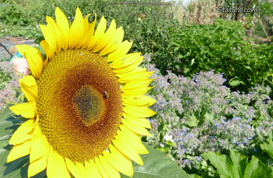 Sunflower bloom