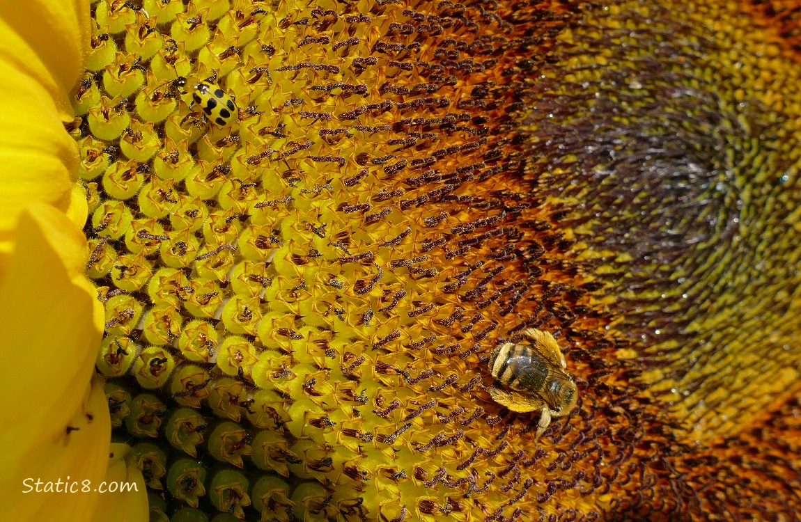 Bugs on a sunflower bloom