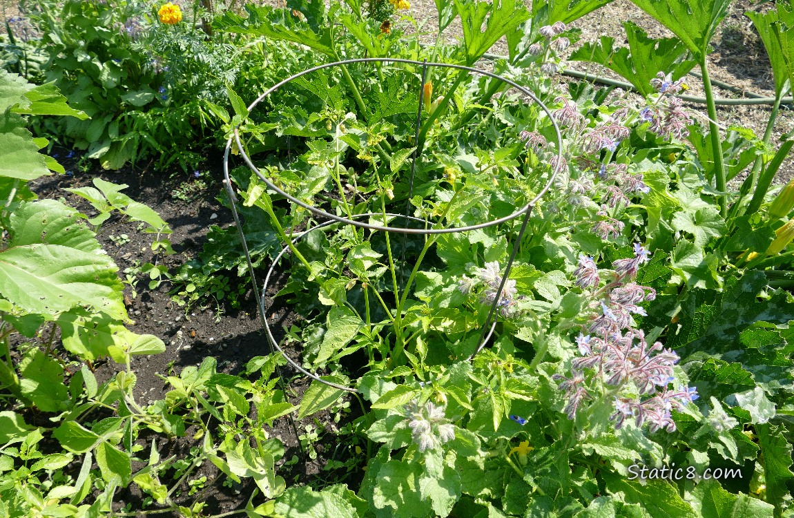 garden plot