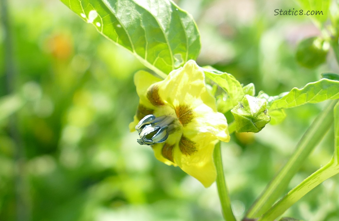 Tomatillo bloom