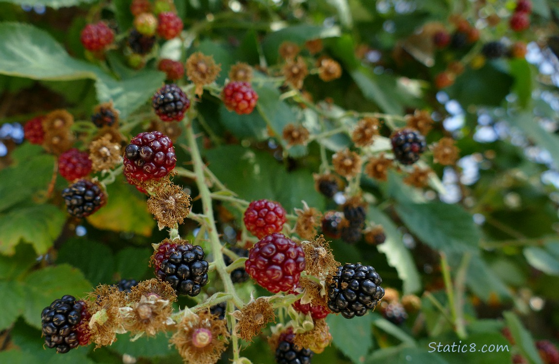 Blackberries ripening on the vine