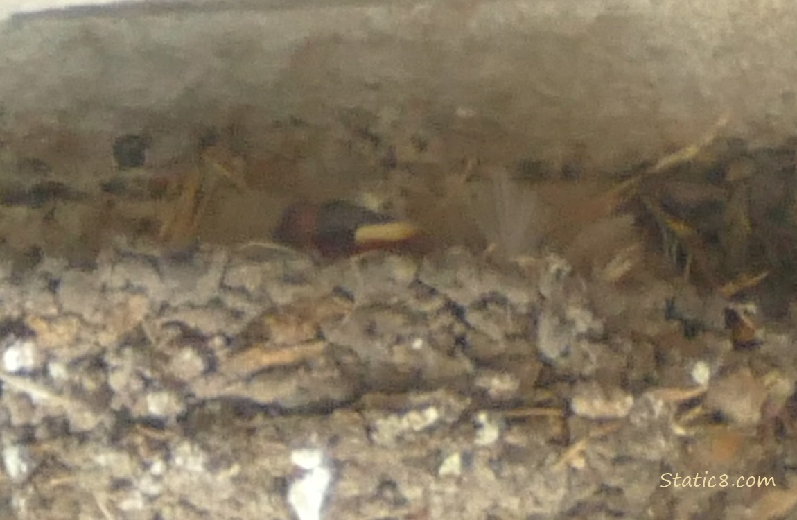 Barn Swallow baby in the nest