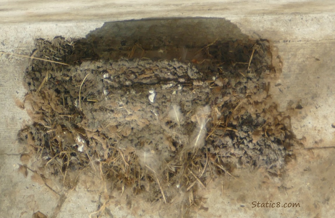 Barn Swallow nest