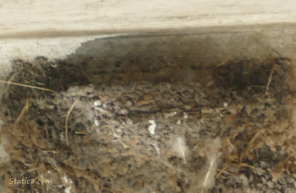 Barn Swallow nest