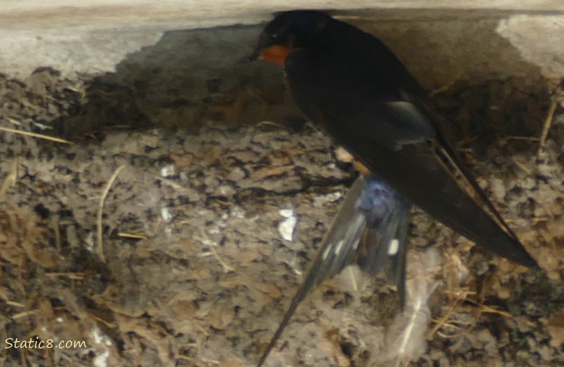 Barn Swallow parent standing at the edge of the nest