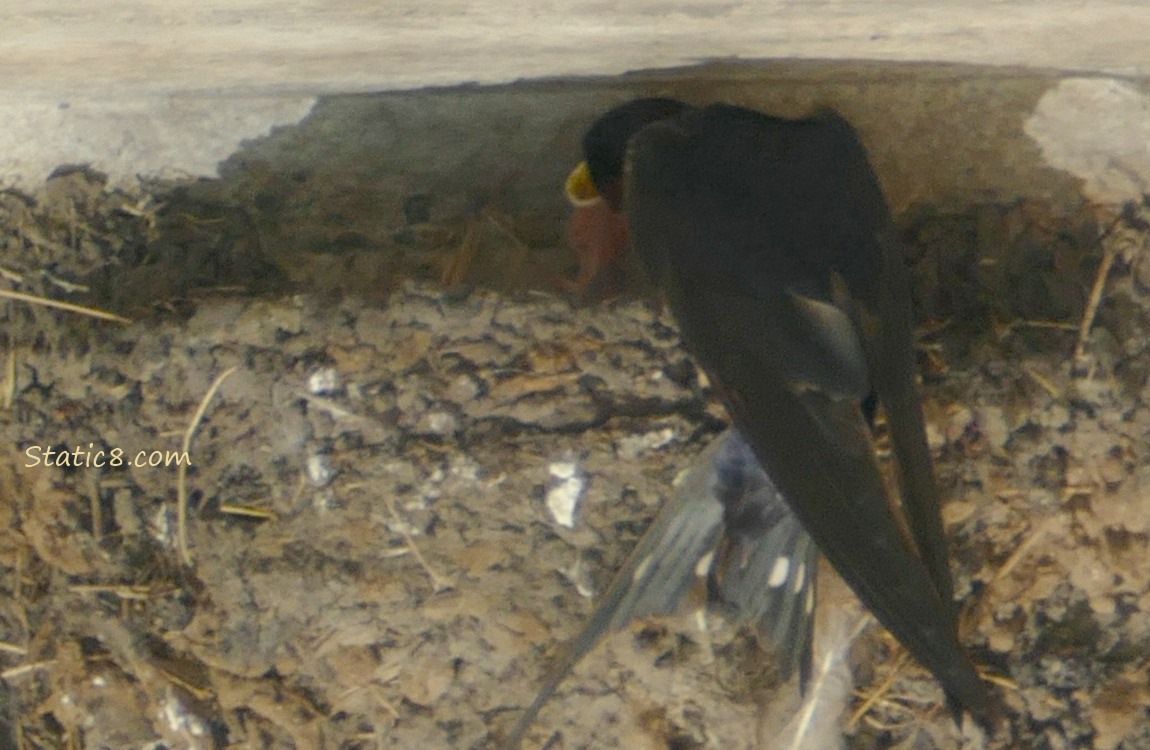 Barn Swallow parent feeding a baby in the nest