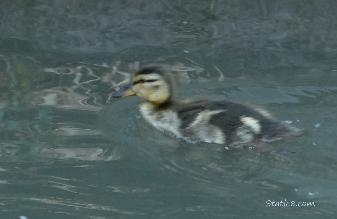 Duckling paddling in the water