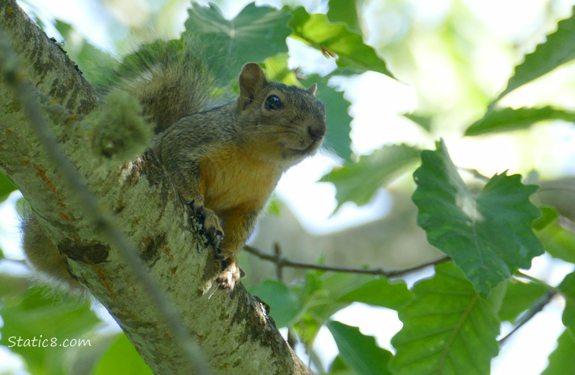 Squirrel up in a tree