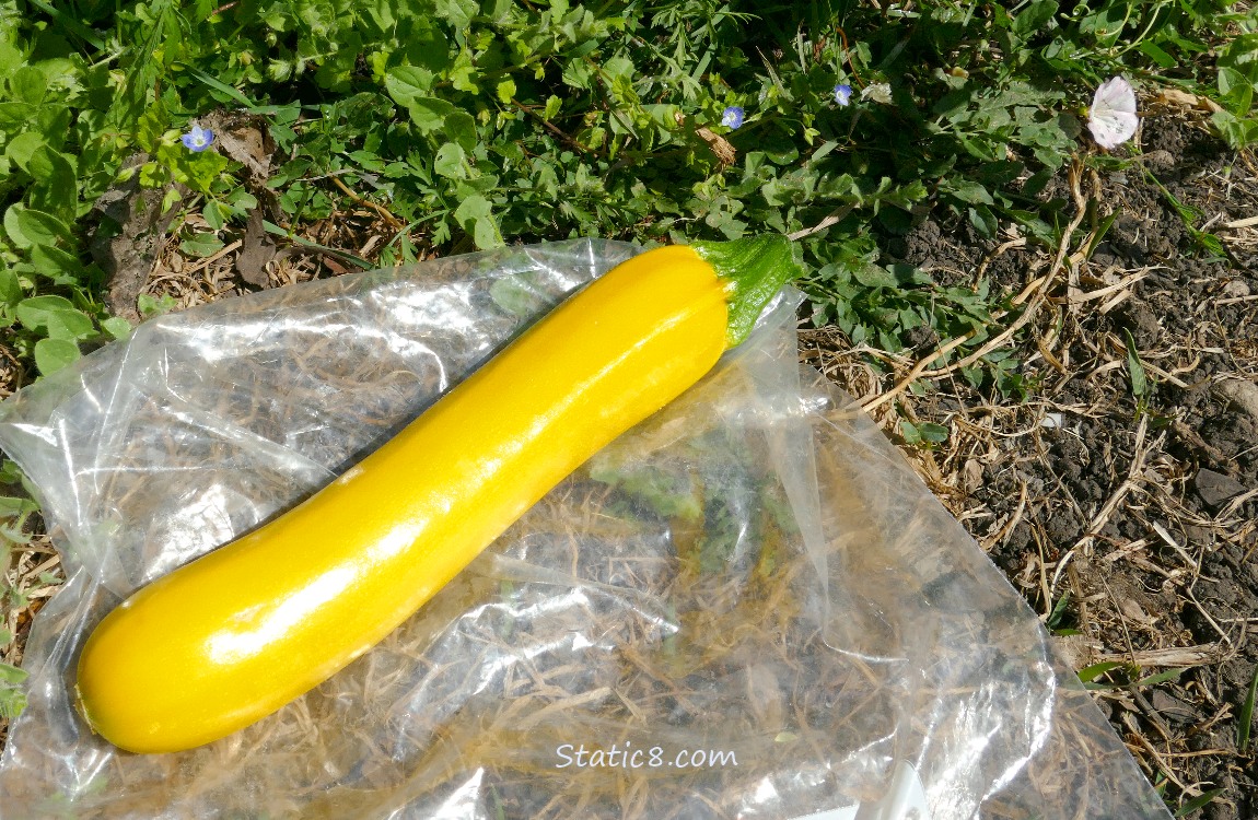 A single yellow Zucchini fruit, harvested and laying on the ground