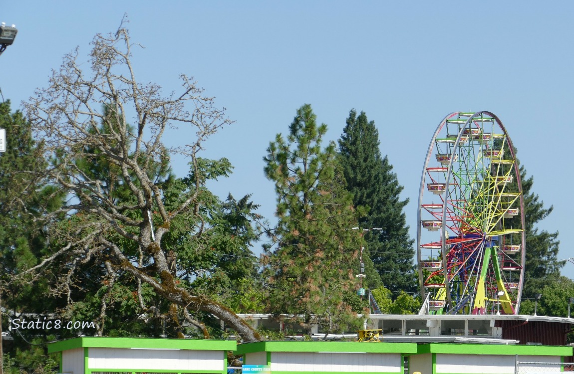 Fallen Leaning Tree with the Ferris Wheel in the background