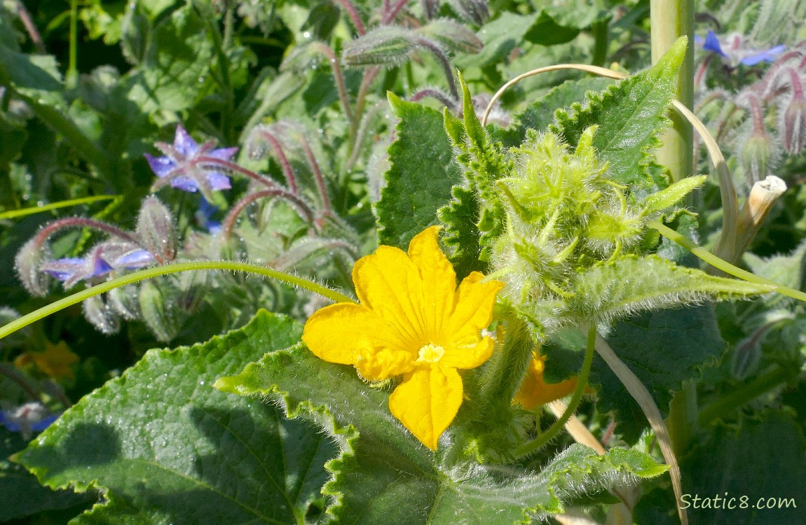 Cucumber bloom