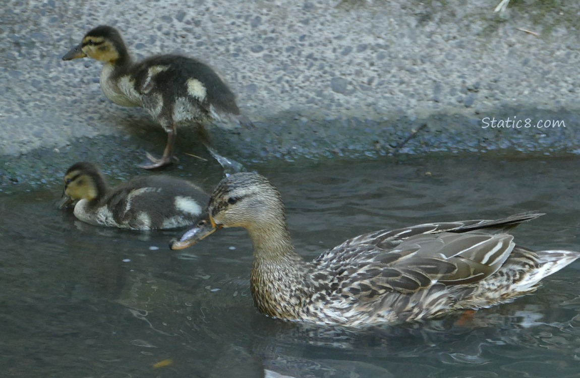 Mama Mallard with two ducklings in the water