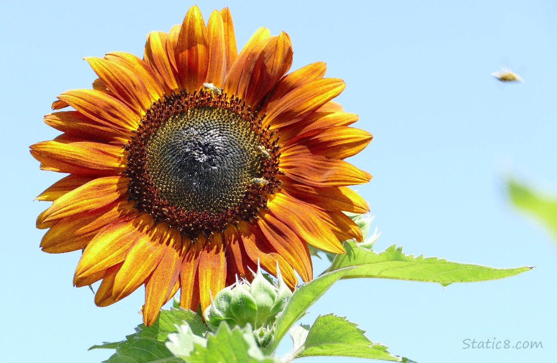 Sunflower with a blurry bee flying towards it