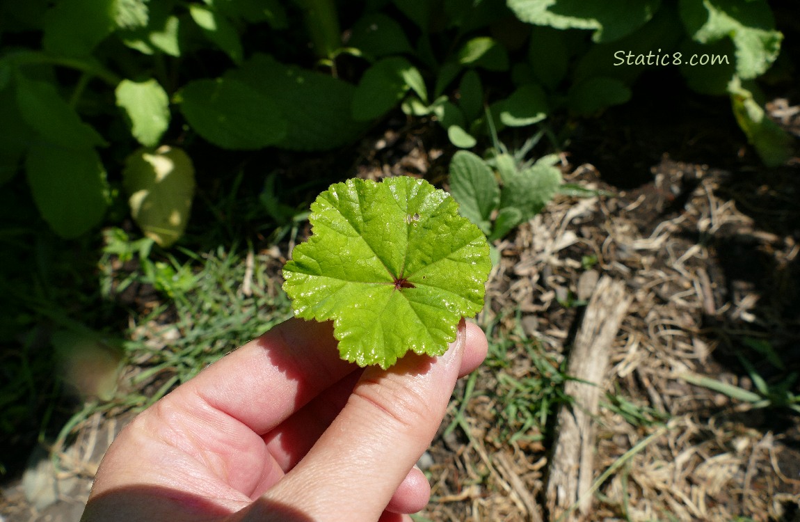 Hand holding a geranium type leaf