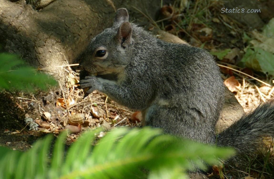 Squirrel eats his nut