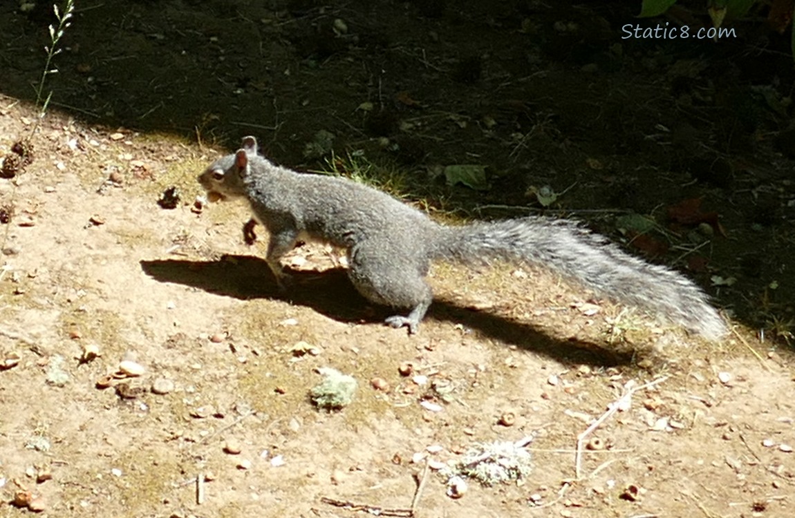 Squirrel running with a nut in his mouth