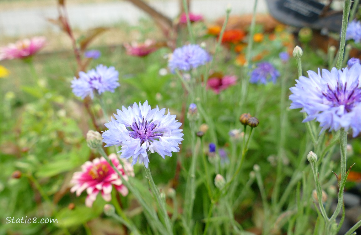 Bachelor Buttons and Zinnias