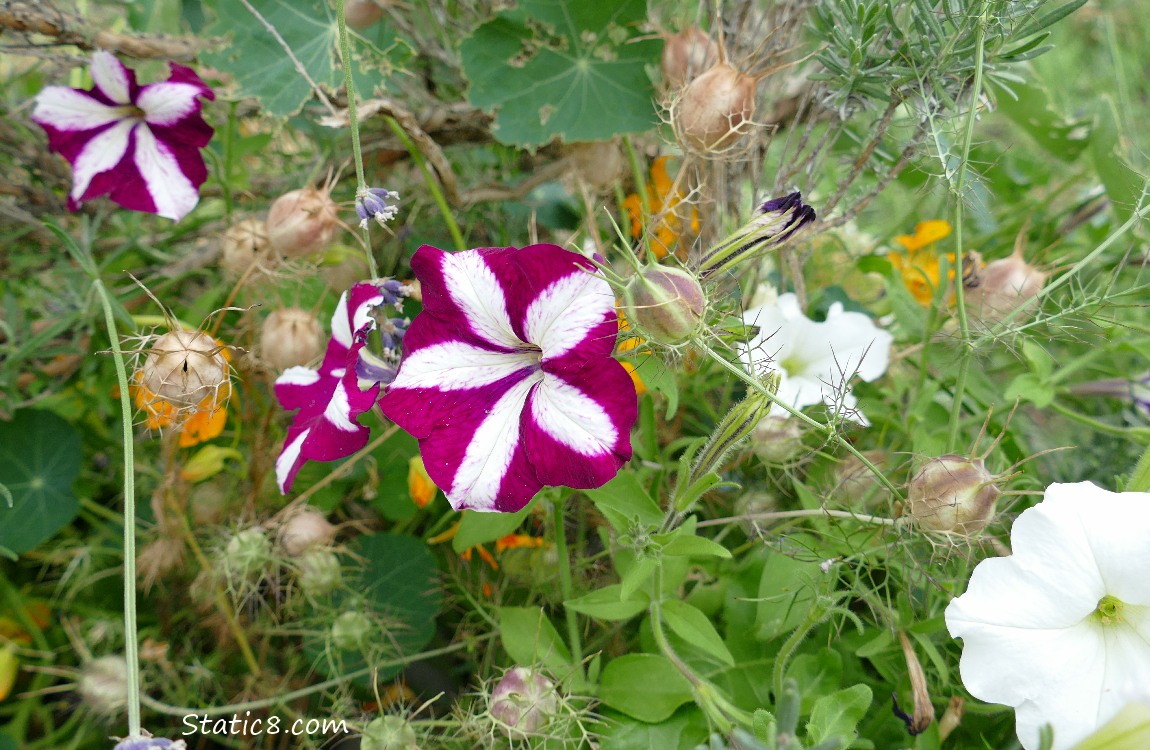 Red and white petunias