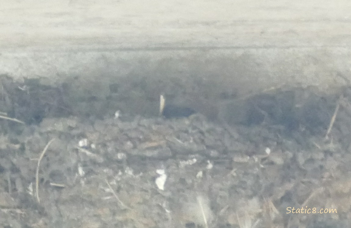 Barn Swallow nest