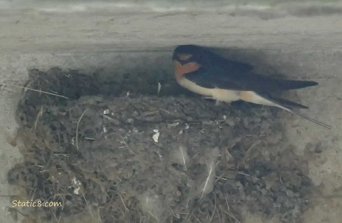 Barn Swallow parent standing on the edge of the nest