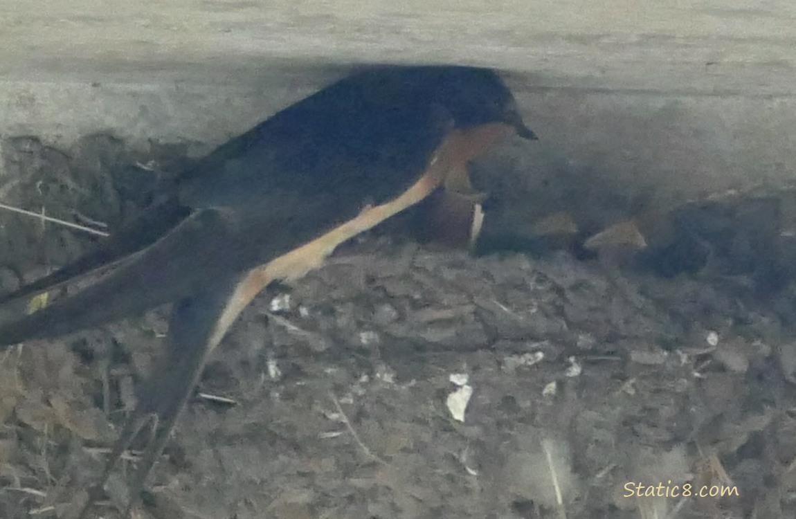 Barn Swallow parent on the edge of the nest with three babies in the nest