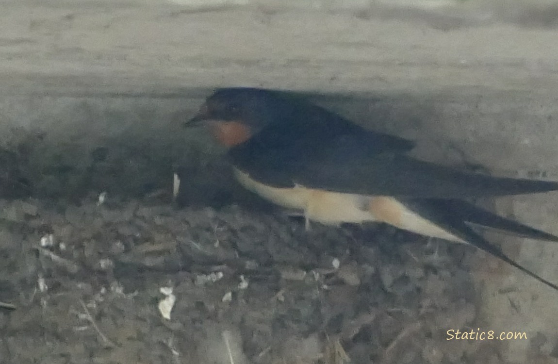 Barn Swallow parent standing on the edge of the nest