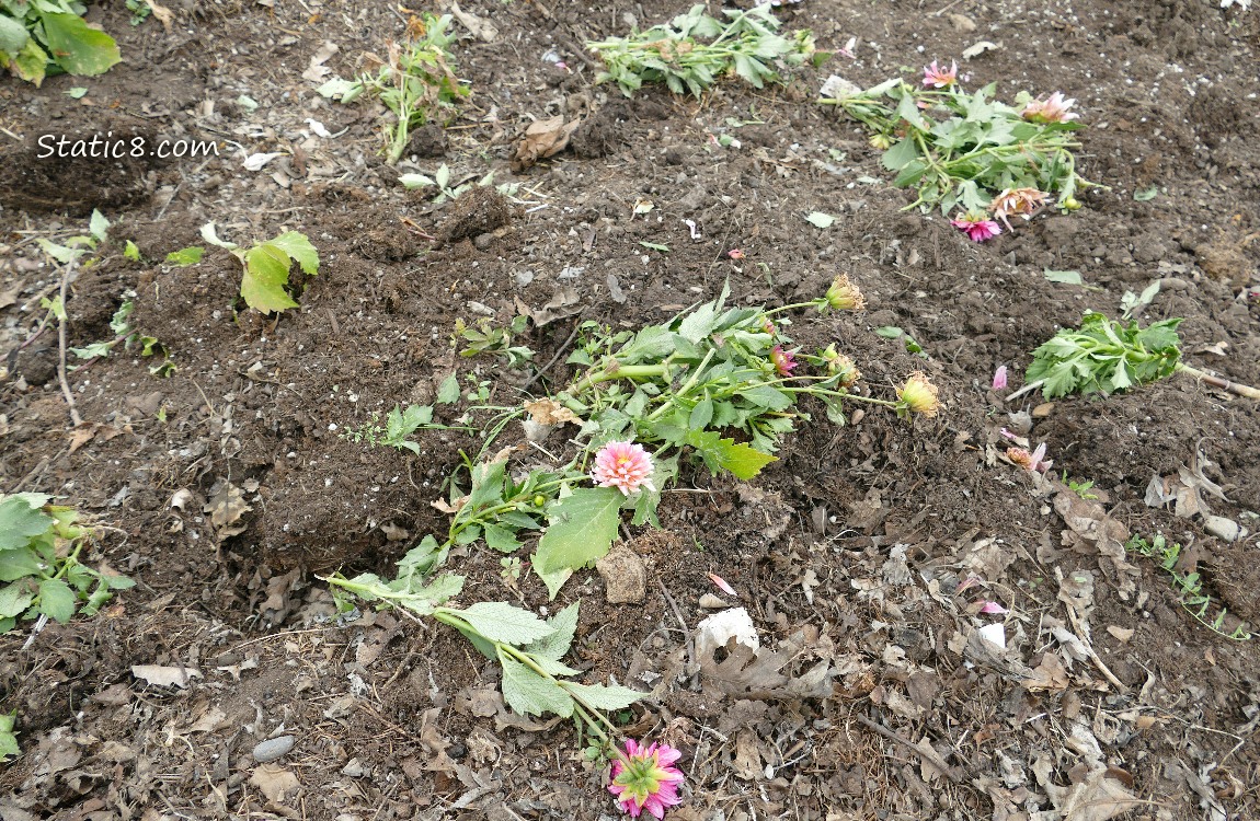 Garden destruction, pulled flowers laying in the dirt