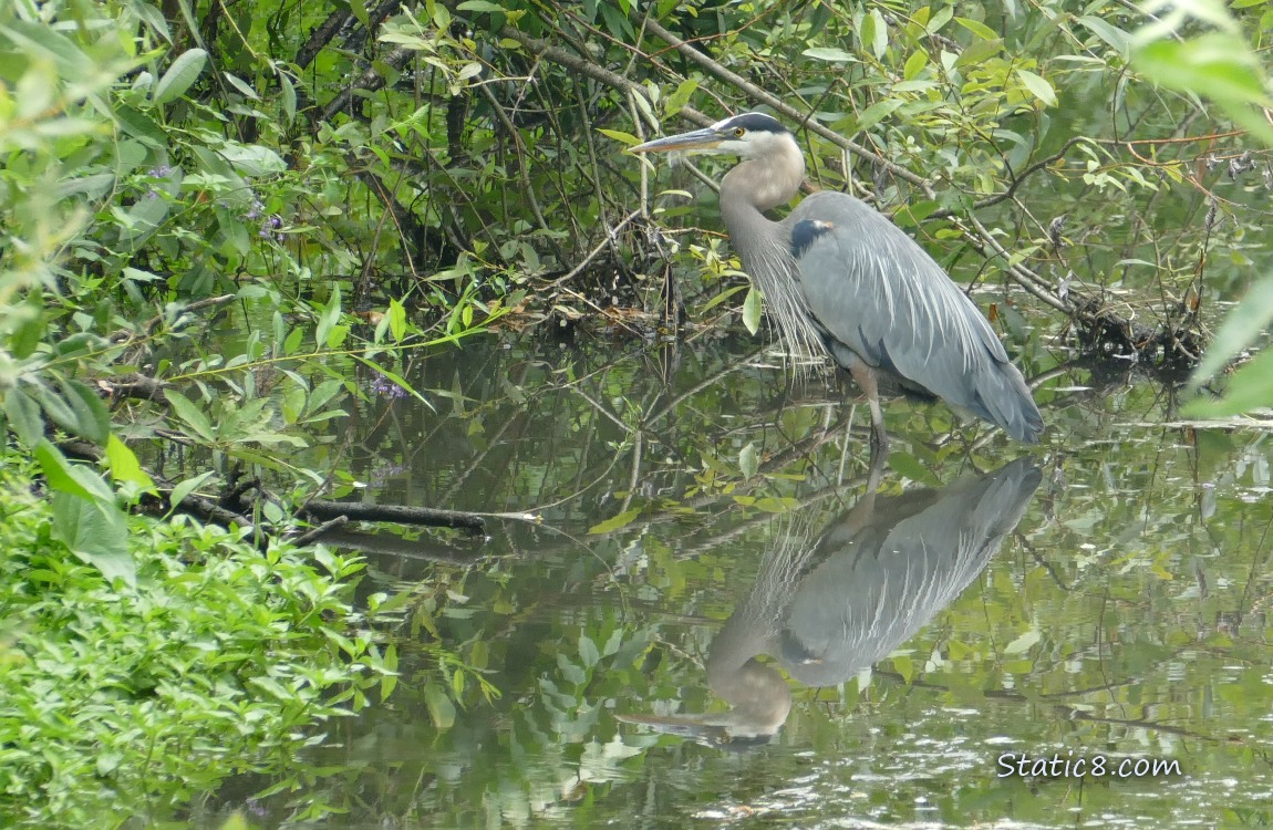 Great Blue Heron standing in shallow water