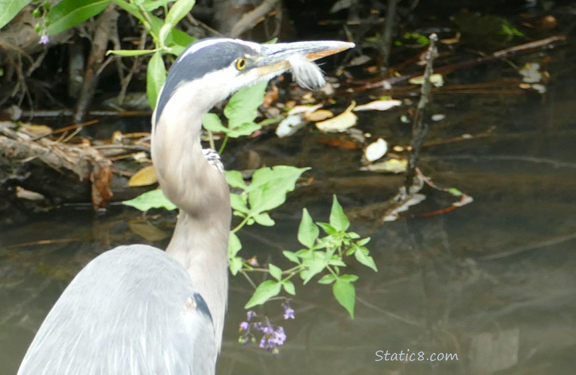 Great Blue Heron with a feather on his beak