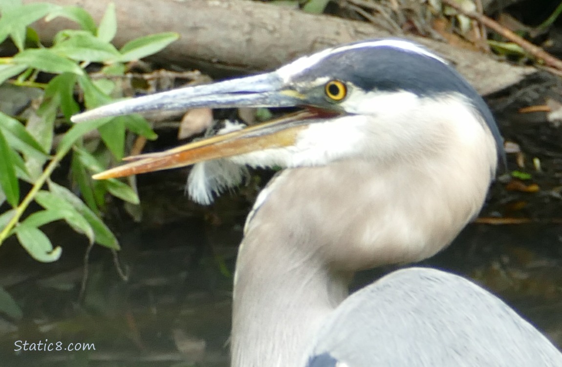 Great Blue Heron with a feather on his beak