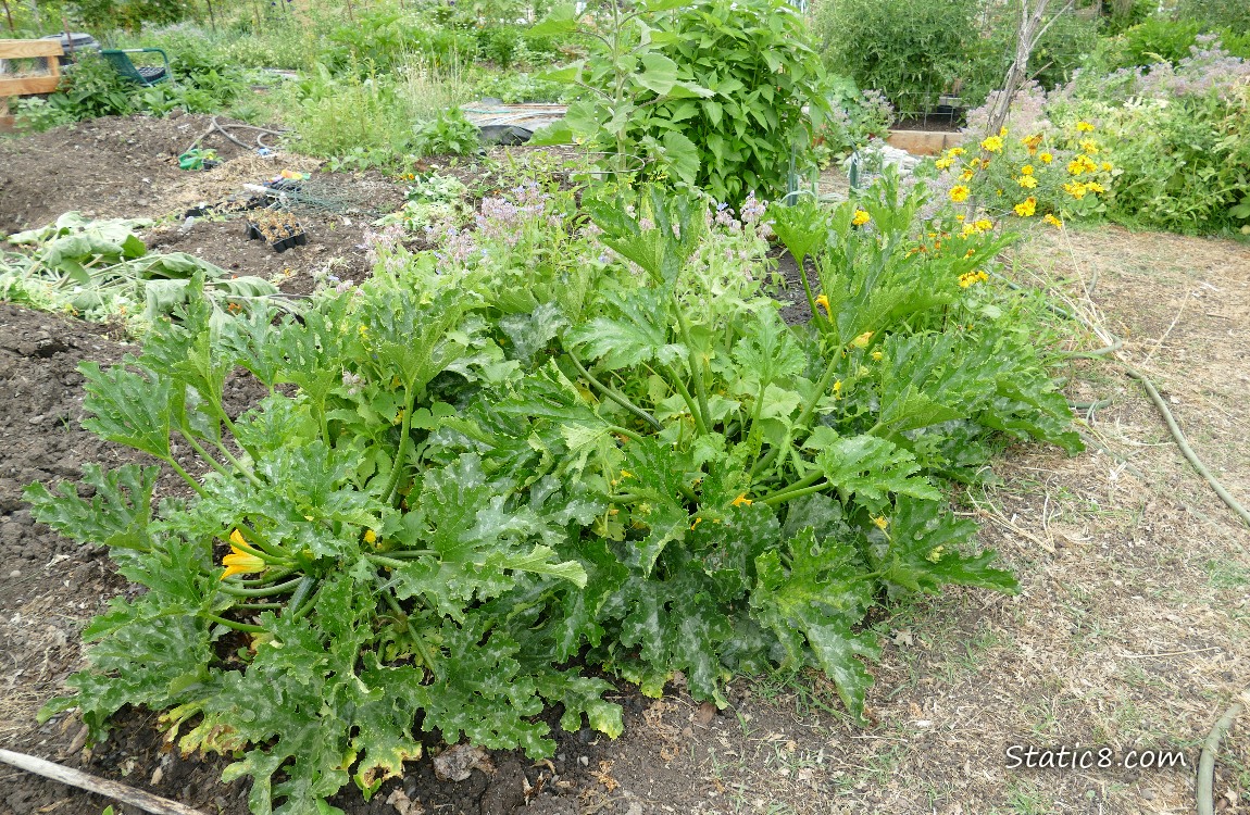 Zucchini plants